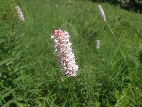 イブキトラノオ