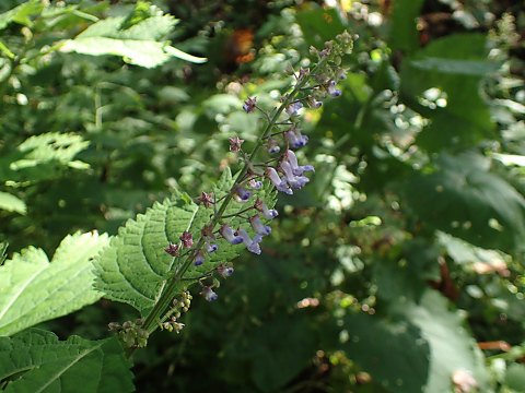 カメバヒキオコシ