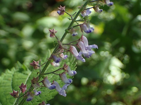 カメバヒキオコシ