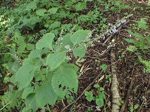 カメバヒキオコシ