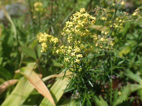 キバナカワラマツバ