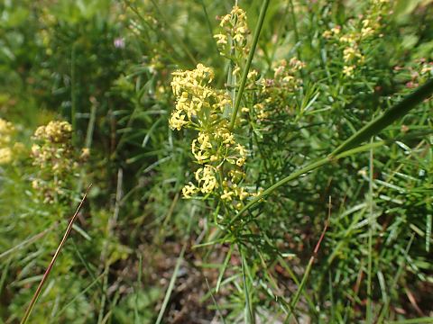 キバナカワラマツバ