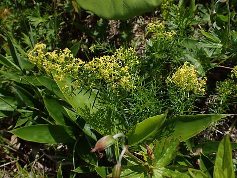 キバナカワラマツバ