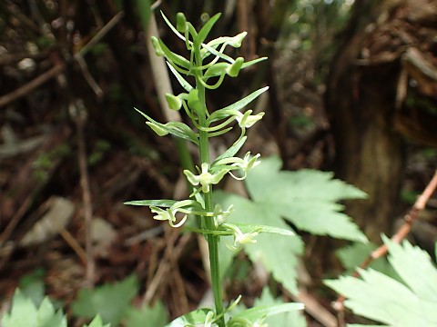 �L�\�`�h��