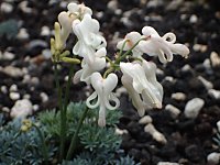 �V���o�i�R�}�N�T