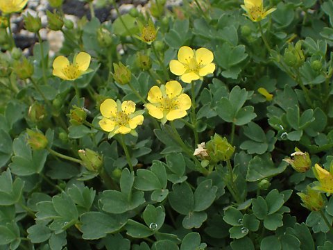 ���A�J���L���o�C