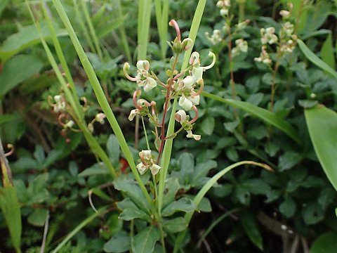 ミヤマホツツジ