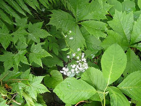 ミヤマカラマツ