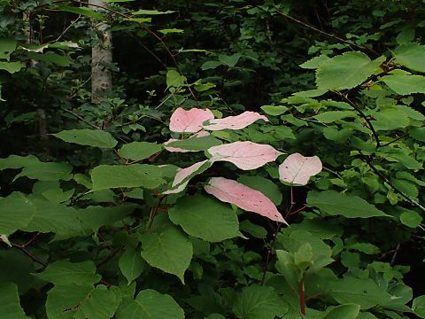 ミヤママタタビの葉