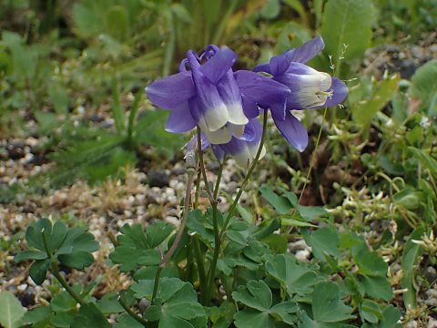 ミヤマオダマキ