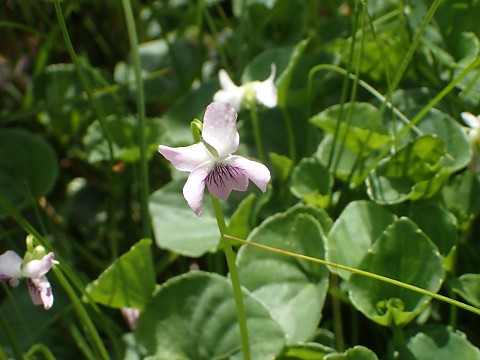 ミヤマツボスミレ