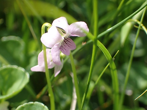 ミヤマツボスミレ