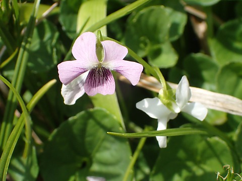 ミヤマツボスミレ