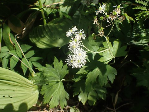 モミジカラマツ