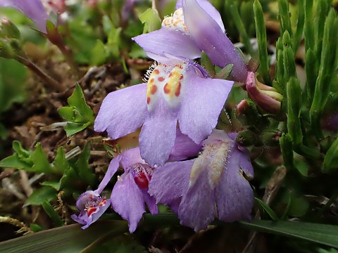 ƒ€ƒ‰ƒTƒLƒTƒMƒSƒP