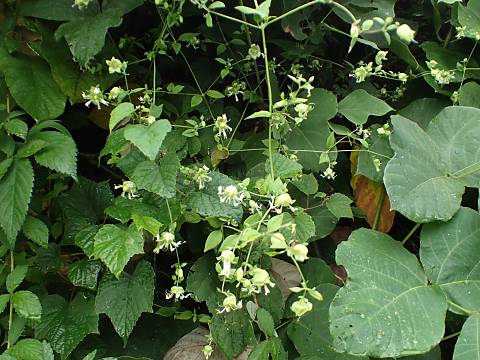 ナンバンハコベの花