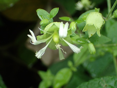 ナンバンハコベの花