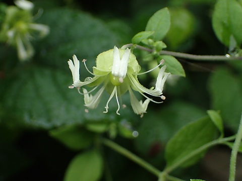 ナンバンハコベの花