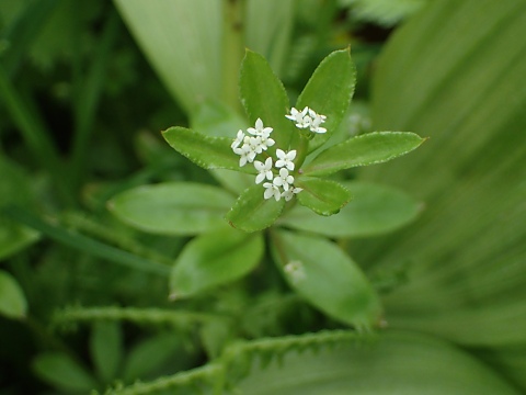 オククルマムグラ