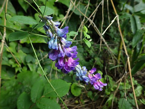 オオバクサフジ