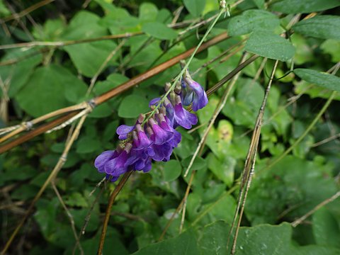 オオバクサフジ