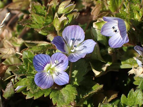 オオイヌノフグリ