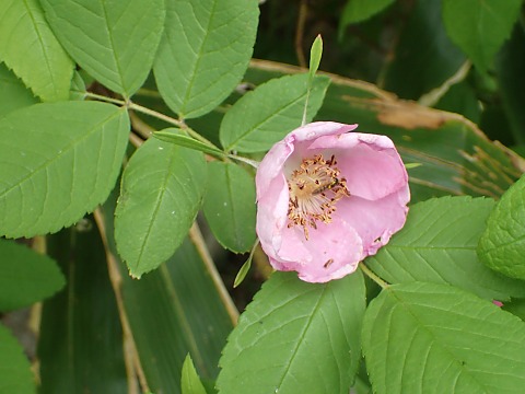 オオタカネバラ