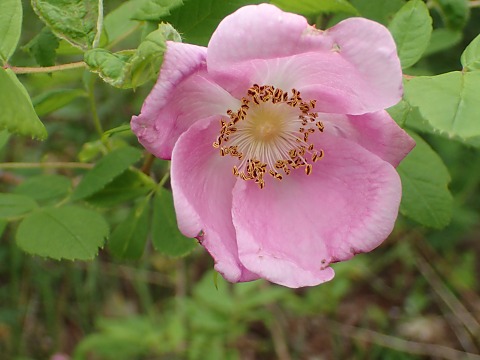 オオタカネバラ