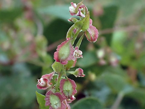 オオツルイタドリ