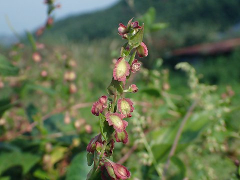 オオツルイタドリ