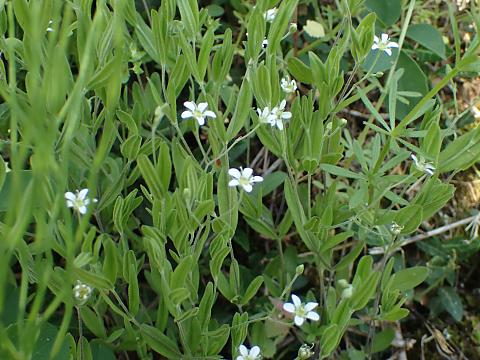 オオヤマフスマ