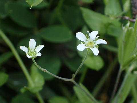 オオヤマフスマ