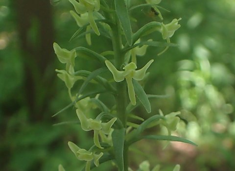 オオヤマサギソウ