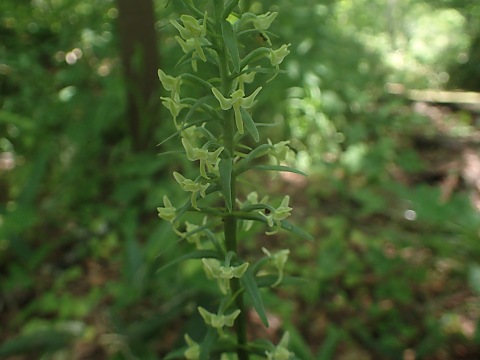 オオヤマサギソウ