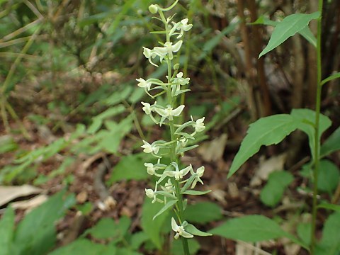 オオヤマサギソウ