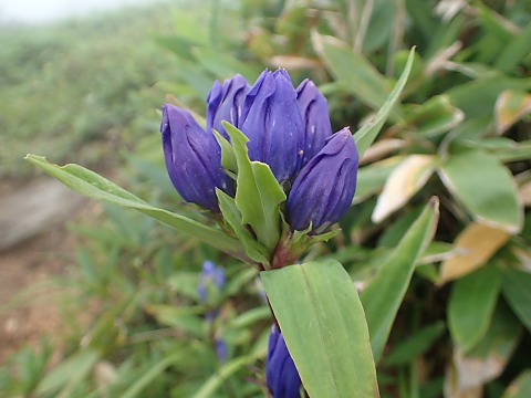 オヤマリンドウ
