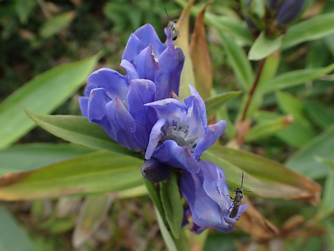 オヤマリンドウ