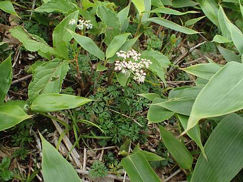 シラネニンジン