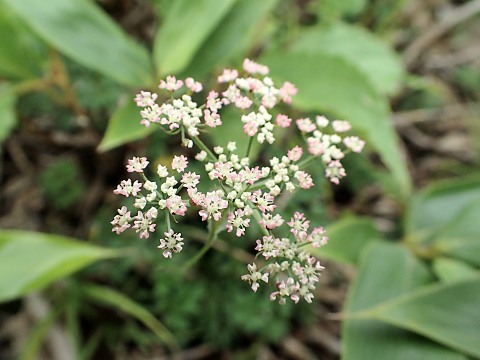 シラネニンジン