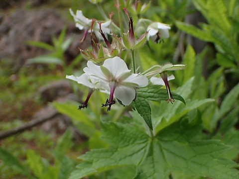 シロバナグンナイフウロ