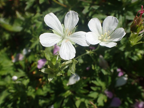 シロバナハクサンフウロ