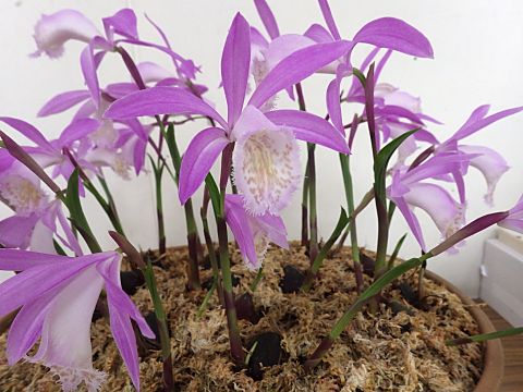 タイリントキソウ