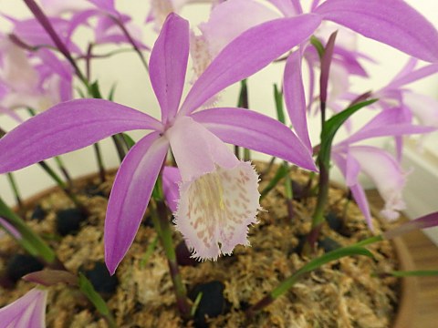 タイリントキソウ