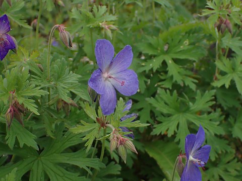 タカネグンナイフウロ