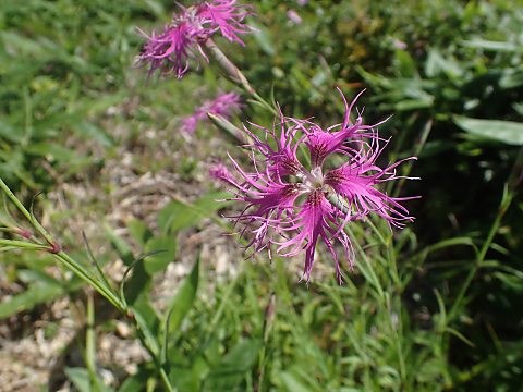 タカネナデシコ