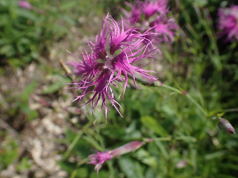 タカネナデシコ