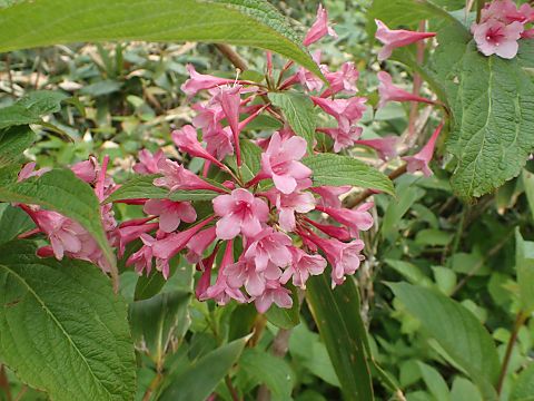 �^�j�E�c�M