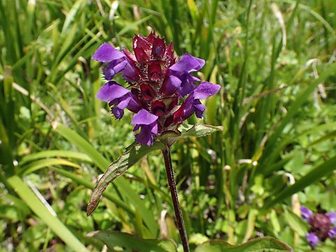 タテヤマウツボグサ