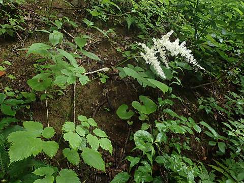 トリアシショウマ