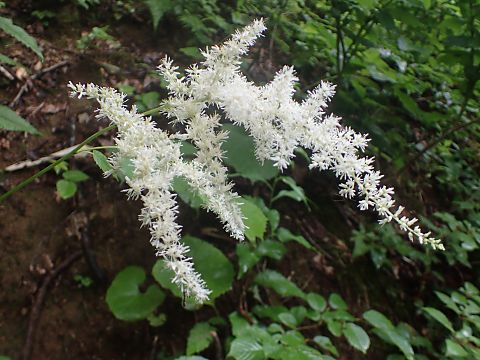 トリアシショウマ